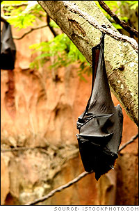 hanging bat